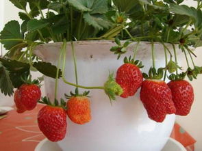 盆栽的草莓为什么胡叶子[盆栽草莓叶子变褐色是什么原因]